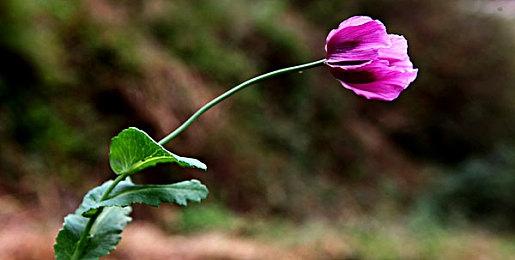 乡村农场生活模拟游戏《风和日暖》 发布最新中文预告